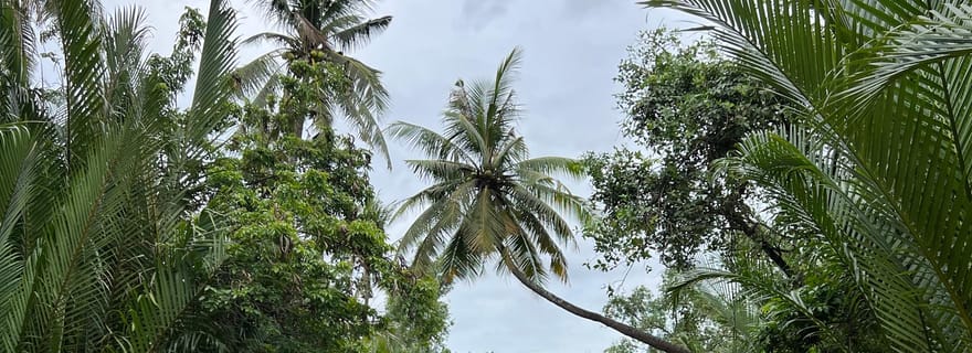Ferme de poivre de Kampot et excursion en kayak autour de la cathédrale verte au coucher du soleil