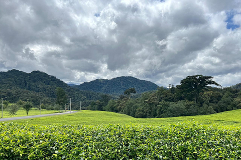 2 giorni di trekking con gli scimpanzé e pernottamento nella foresta pluviale di Nyungwe