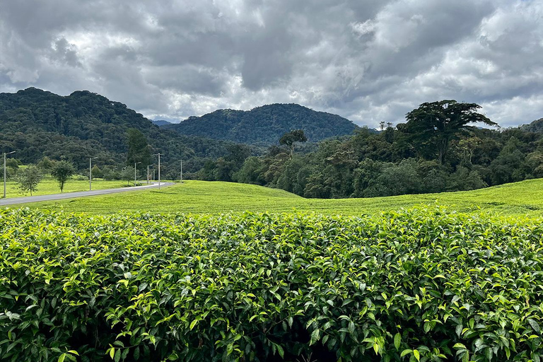 2 dias de caminhada com chimpanzés e pernoite na floresta tropical de Nyungwe