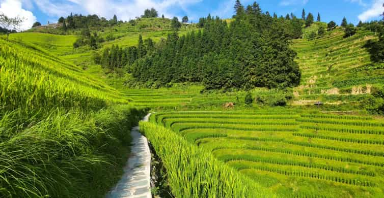 Longji Rice Terraces: Full-Day Private Tour from Guilin