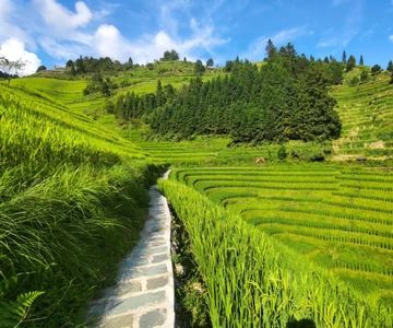 Longji Rice Terraces: Full-Day Private Tour from Guilin