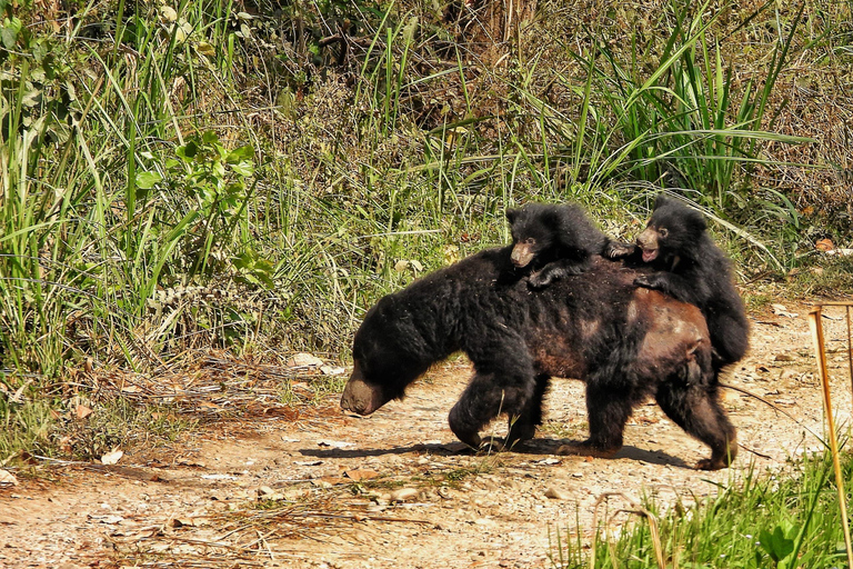 Chitwan National Park: Full-Day Jeep Safari with Lunch