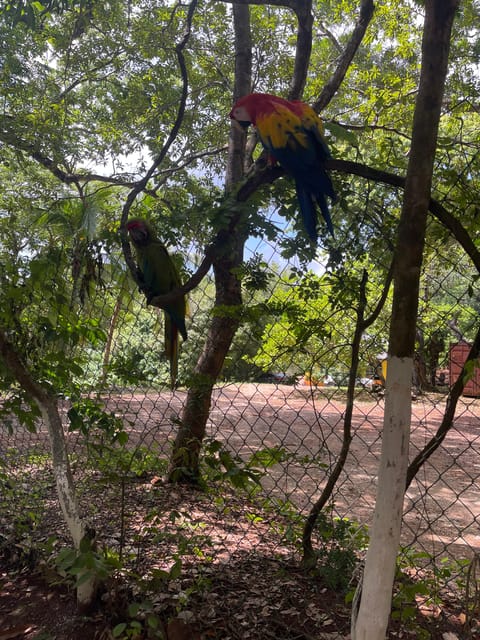 Roatan Sloths + Island Tour | GetYourGuide