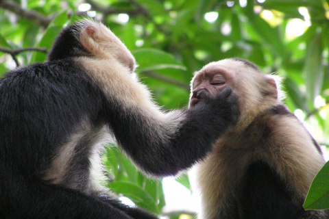 Carara National Park: Guided Walk Carara Costa Rica Nature