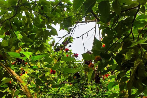 Zanzibar : Stone Town, visite des épices et de l'île prison avec déjeunerVisite privée