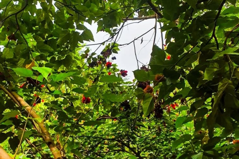Zanzibar : Stone Town, visite des épices et de l'île prison avec déjeunerVisite privée