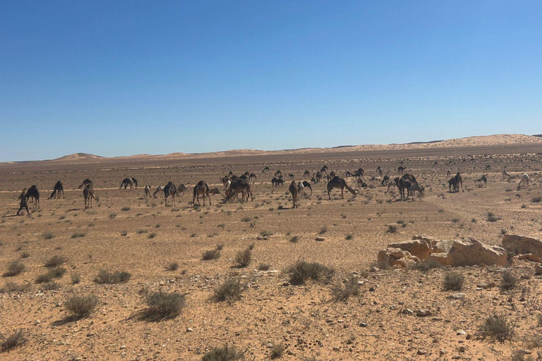 Djerba &Zarzis: Sahara Ksar Ghilane, Matmata & Sidi idriss