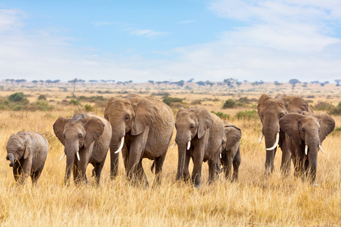 From Zanzibar: 1-Day Selous Safari with Flight & Lunch Selous Safari from Zanzibar – Without Transfer