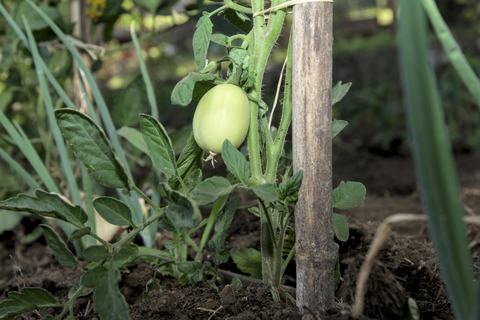 Sicilian cooking class in a professional kitchen on Mount Etna with an organic garden Sicilian cooking class in a professional kitchen on Mount Etna with organic vegetable garden