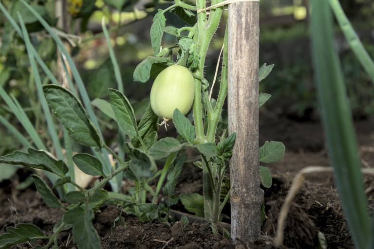 Sicilian cooking class in a professional kitchen on Mount Etna with an organic garden Sicilian cooking class in a professional kitchen on Mount Etna with organic vegetable garden