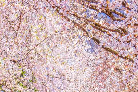 From Seoul: Scenic Lake Day Trip with Cable Car or Cruise Spring : Cable Car + Cherry Blossom Route