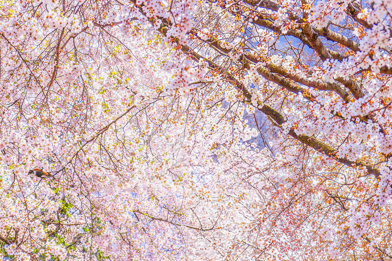 From Seoul: Scenic Lake Day Trip with Cable Car or Cruise Spring : Cable Car + Cherry Blossom Route