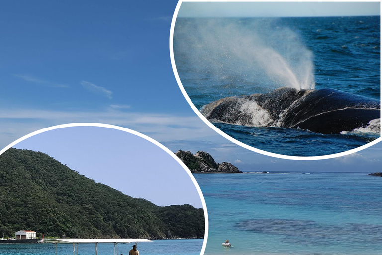 From Naha : Kerama, Tokashiki Island and Whale Watching Tour Tokashiki island + Whale watching