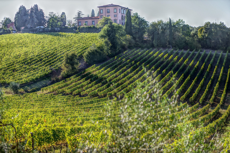 Van Florence: Bolgheri Full Day Wine Tour