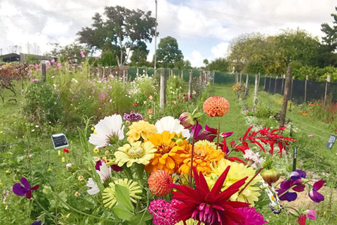 Extravagância privada de jardins e esculturas em AucklandO melhor jardim e escultura extravagante de Auckland!