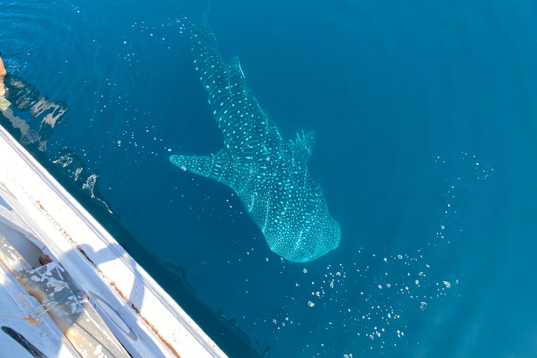 From Kopang: Komodo Island & Whale Shark Trip 4-Day Trip