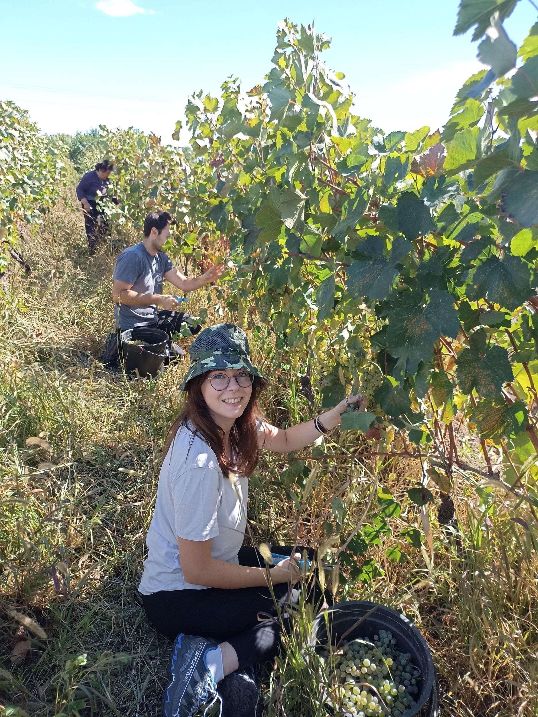 Telavi: Rtveli-Ernteerlebnis mit Weinprobe