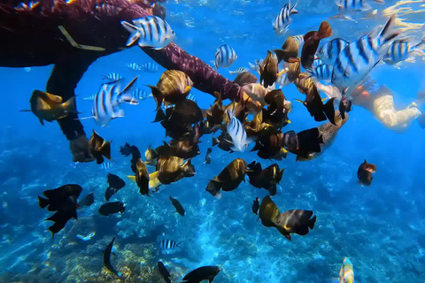 Bali : Lagon bleu et Tanjung Jepun - plongée avec masque et tubaBlue Lagoon Snorkeling Bateau à partager sans déjeuner