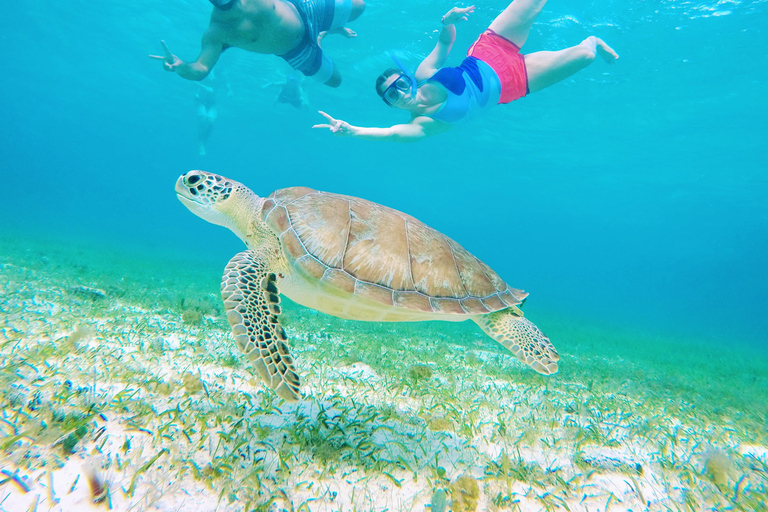 Cozumel: Starfish, Stingrays, and Turtle Bay Snorkeling Tour