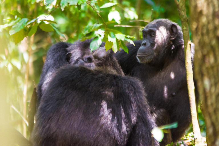 3-Day Kibale National Park Chimpanzee Tour