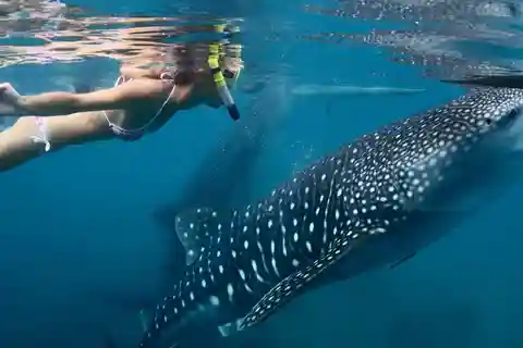 Cancun: Whale Shark encounter and snorkeling experience