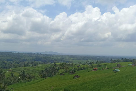 ubud trip monkey forest sanctuary