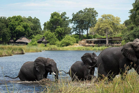 Des chutes Victoria au parc national de Chobe : 1 jour d'aventure safari