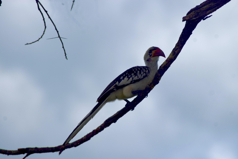 Arusha: Tarangire National Park Day Safari Joining Safari (1-2 People)
