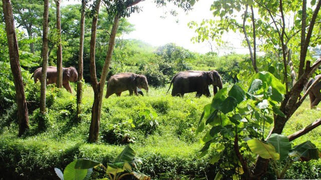 Visit Phuket Elephant Sanctuary Small Group Tour in Phuket