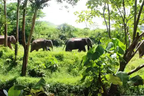Phuket: Ethical Elephant Sanctuary Experience