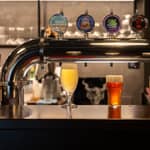 Palermo: Degustazione di birra artigianale con assaggi di cibo presso High Hops