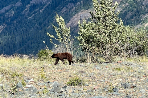 Visite des chutes d'eau de Skagway
