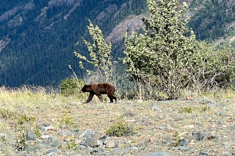 Visite des chutes d'eau de Skagway