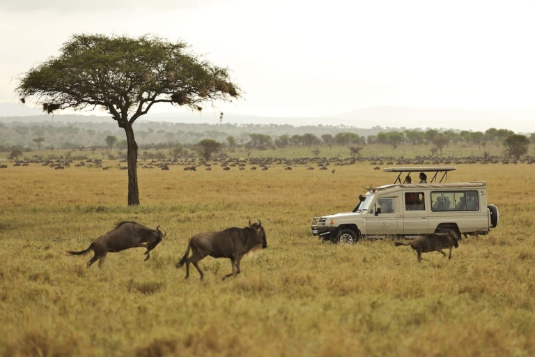 13-Days Gorilla, Masai Mara & Serengeti Wilderness Safari
