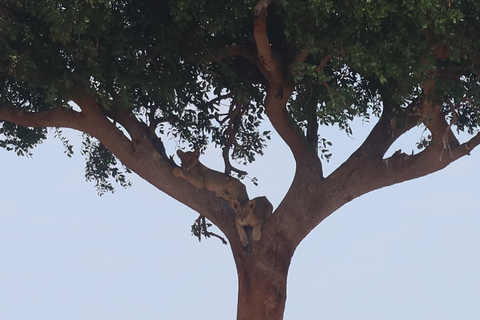 3 days Tsavo East & Tsavo West Safari from Diani/Mombasa