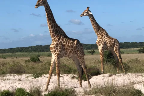 Safari nel Parco Nazionale di Maputo