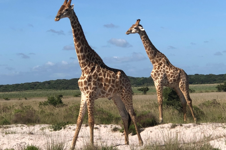 Safari d'une journée dans le parc national de Maputo