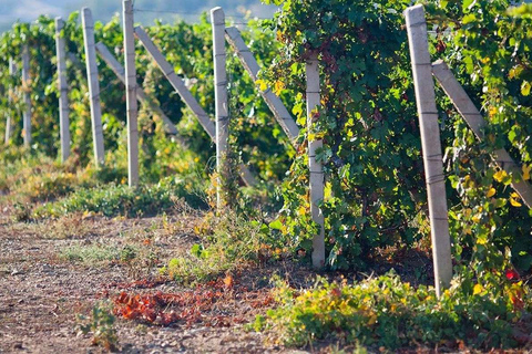 Tour di degustazione di Pisco e vino - Imbarcarsi sulla Strada del Pisco