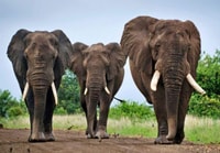 Route da giardino di 5 giorni e safari a Plettenberg Bay Game Reserve - Housity