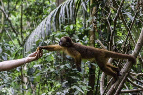 Puerto Maldonado: 4-Day Amazon Rainforest Adventure