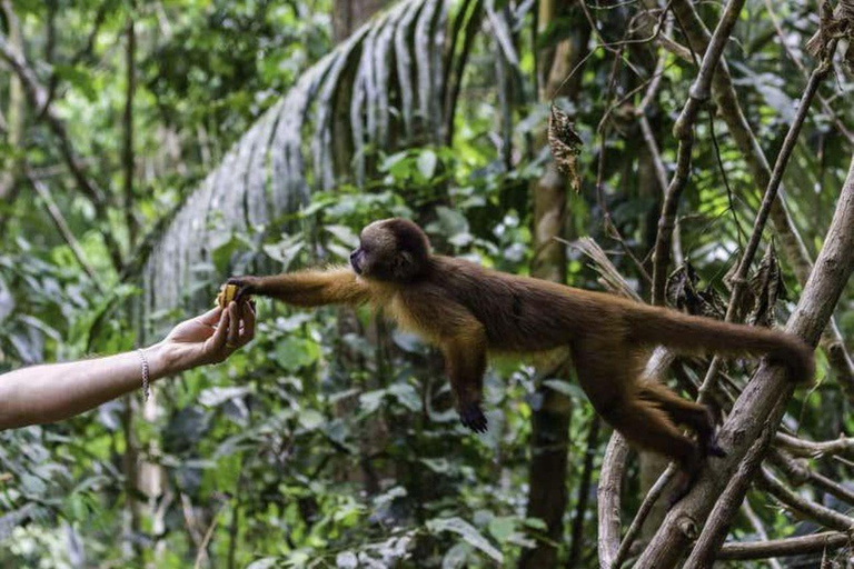 Puerto Maldonado: 4-Day Amazon Rainforest Adventure