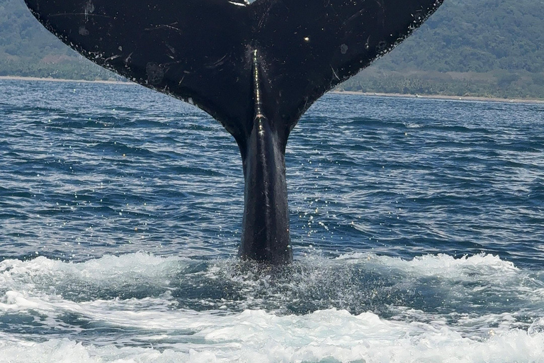 Marino Ballena National Park: Watching Whales and Dolphins