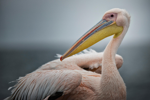 Walvis Bay: Seal Kayaking Adventure with Brunch