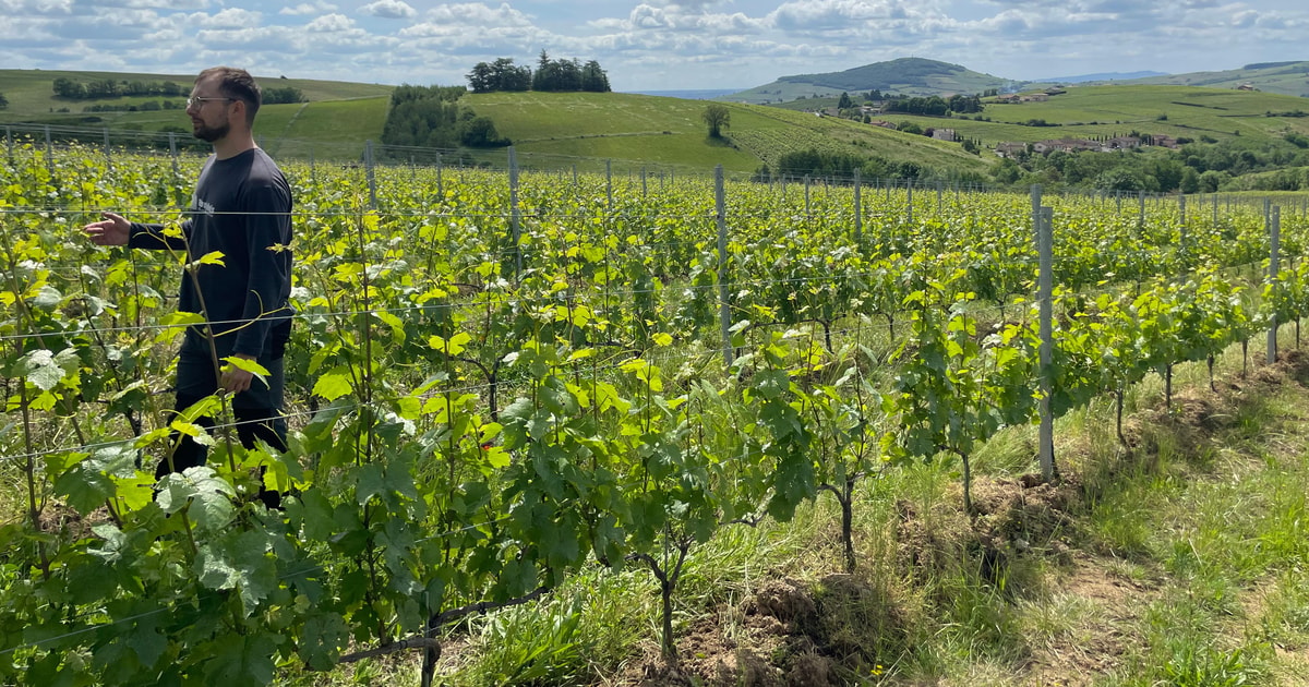 Private Beaujolais Wine Tour | GetYourGuide
