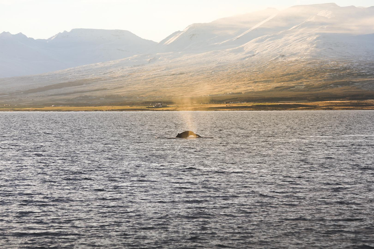 Whale Watching from Akureyri - Small Group Tour (Hjalteyri)