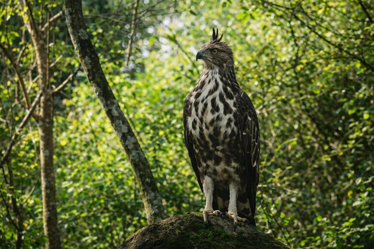 3-Day Yala & Bundala Wildlife Experience From Colombo.