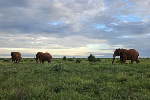 4-Day Amboseli, SaltLick & Tsavo East Safari