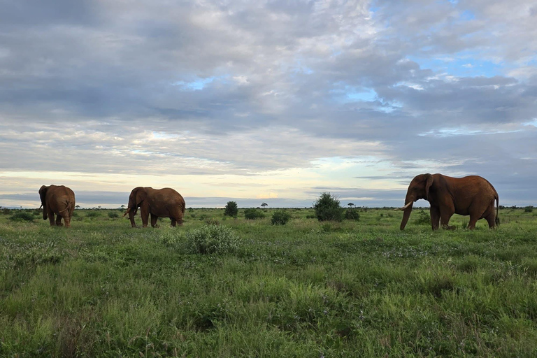 4-Day Amboseli, SaltLick & Tsavo East Safari