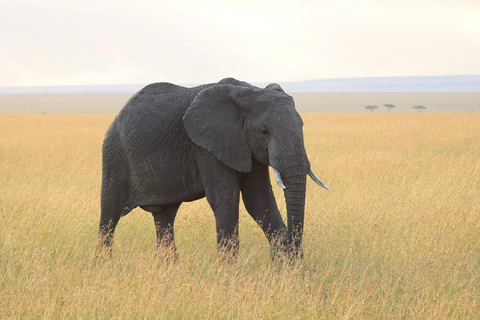 3-dniowa wycieczka grupowa Masai Mara