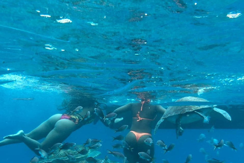 Mindelo: Experiência com tartarugas marinhas